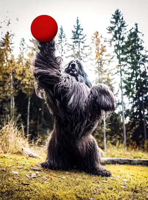 A long-haired black Afghan hound stands on its hind legs in a forest, reaching up with its front paw to catch a bright red…