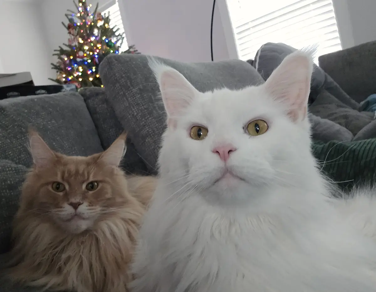 Two long-haired cats sit on a grey couch; a white cat in the foreground stares with wide, unblinking eyes, while a ginger…