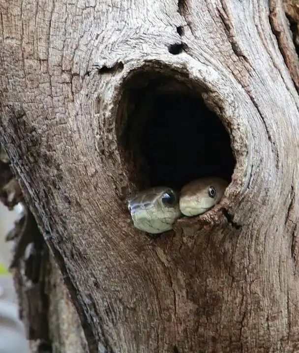 Two snakes with large, alert eyes peek out from a dark, circular hole in the trunk of a weathered, textured tree. The image…