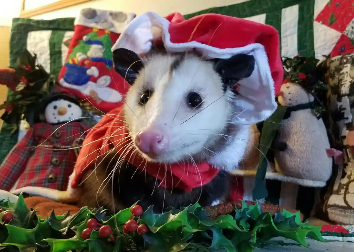 A close-up photo of a small opossum wearing a red Santa hat and red scarf, sitting in front of Christmas decorations…