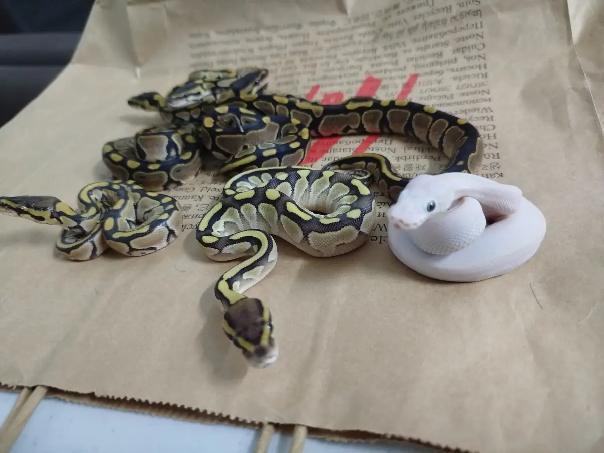 Several real ball pythons with colorful patterns are coiled on brown paper, alongside a single white plush snake toy. The…