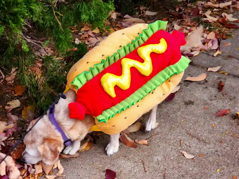 A light brown dog wearing a large, plush hot dog costume with red sausage, green relish trim, and yellow mustard squiggle…