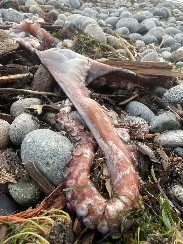 A Giant Pacific Octopus Stranded by the Bomb Cyclone