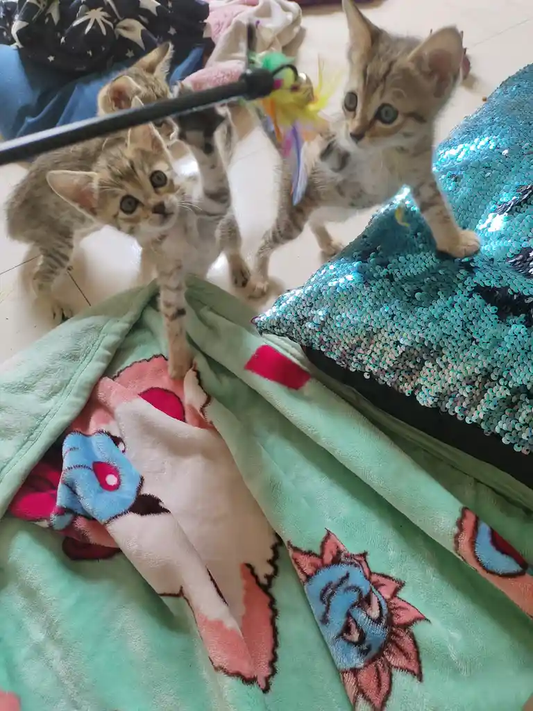 Help Us Find Forever Homes and Temporary Financial Support for 4 Sweet Kittens! Currently with Their Mom, Available for Adoption in 4-6 Weeks!