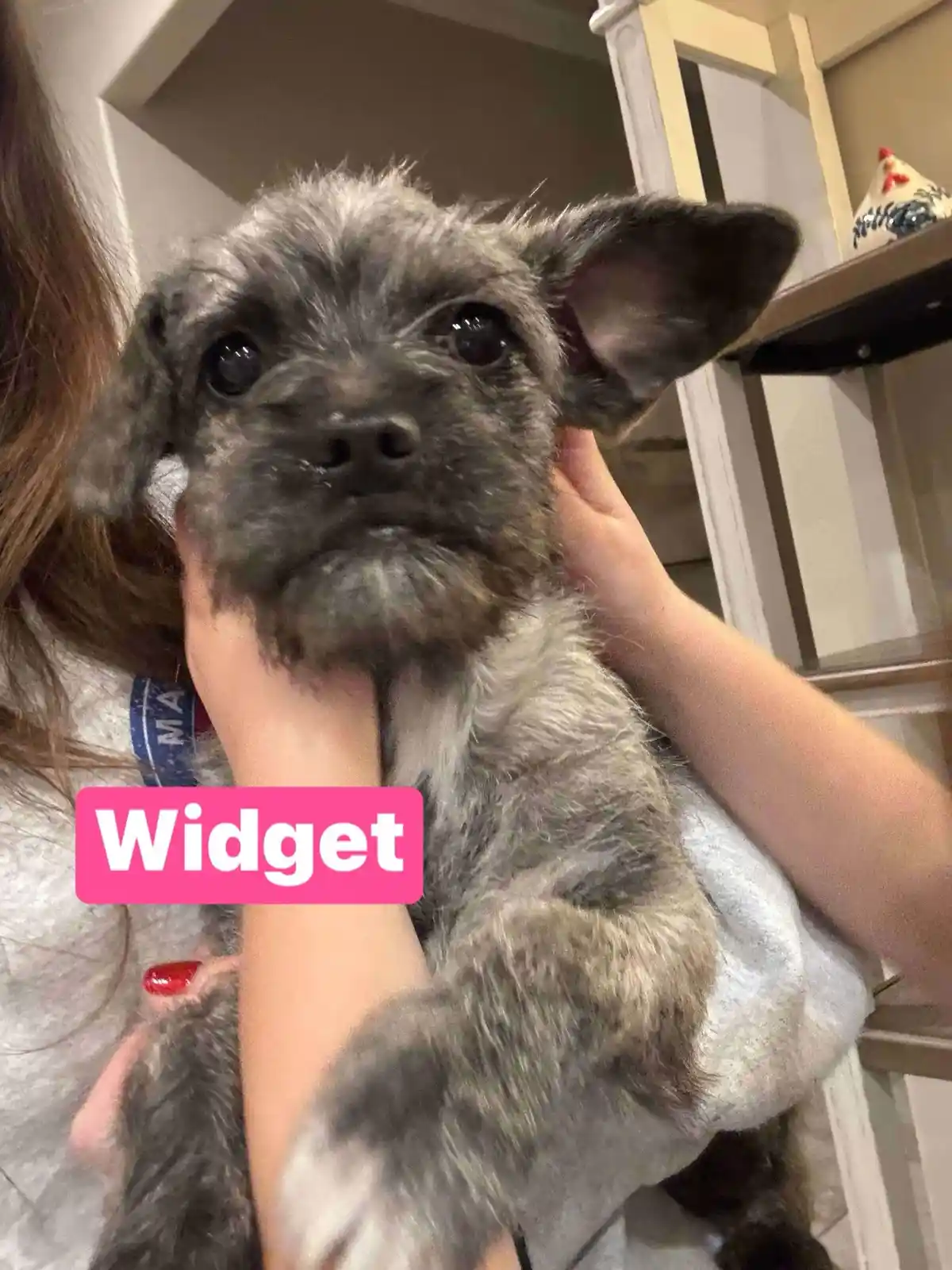 A person holds a small, scruffy, gray and white puppy with large, expressive eyes and floppy ears, looking directly at the…