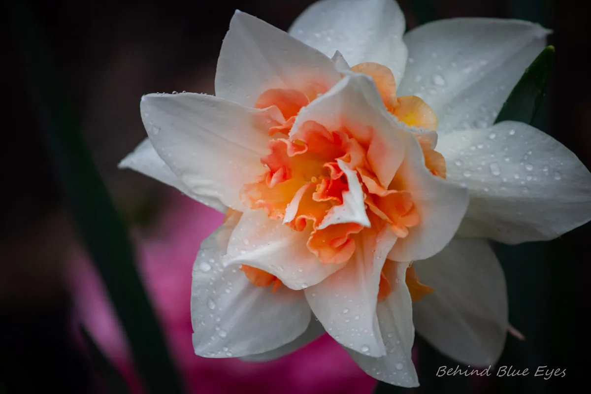 A close-up photograph of a white and orange daffodil with water droplets on its petals, set against a dark, blurred…