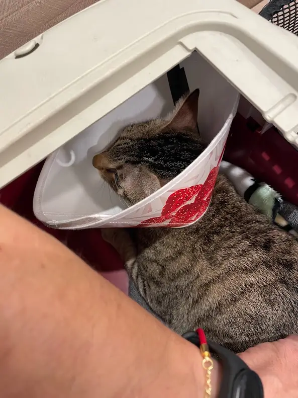 A tabby cat wearing a red and white strawberry-patterned cone sits inside a white plastic pet carrier, looking sideways with…