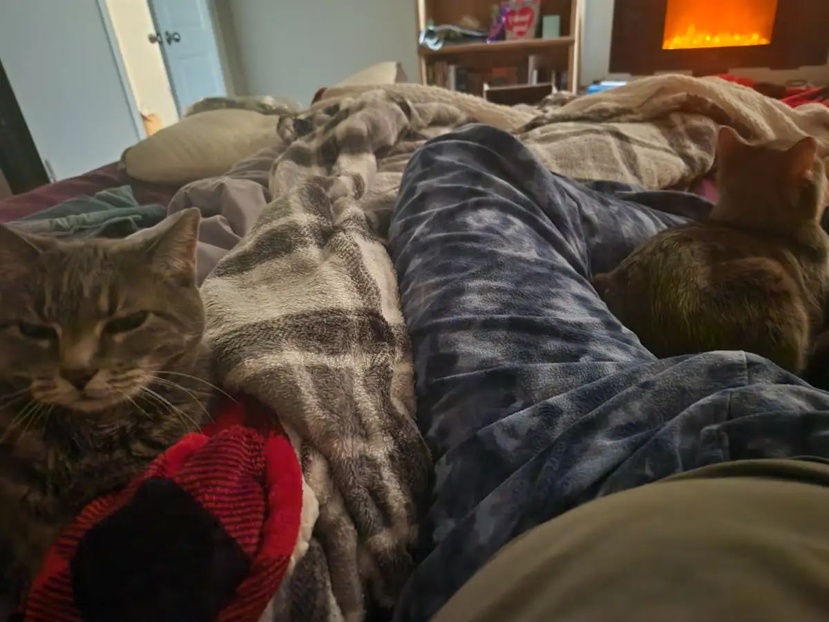 A person is lying in bed under blankets, with two cats nearby. One cat on the left looks grumpy and sleepy, while another…