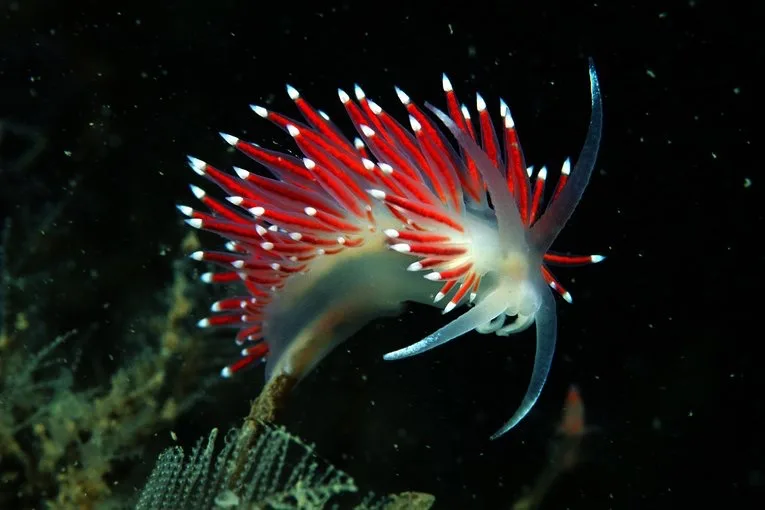 What election? Just look at this fascinating sea slug instead!