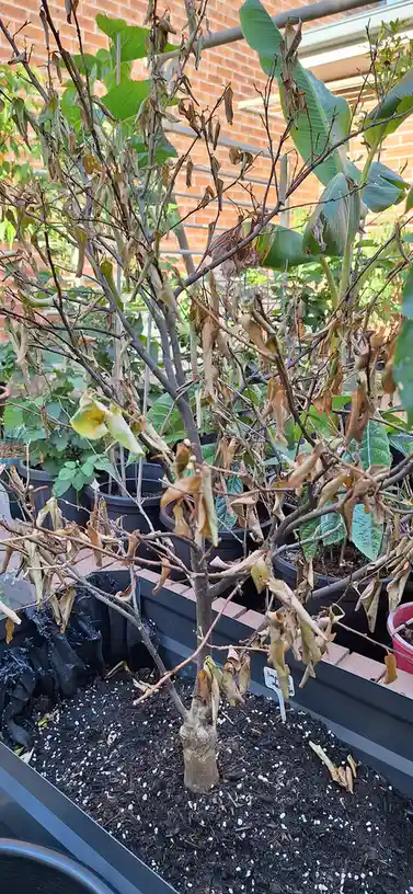 A potted plant with mostly brown, dried, and wilting leaves stands in a black planter, surrounded by other green plants and…