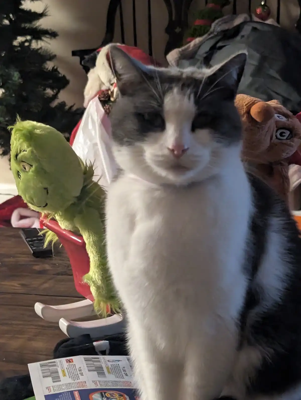 A close-up photo shows a white and gray cat with a bored, unimpressed expression, sitting in front of a Christmas tree and…