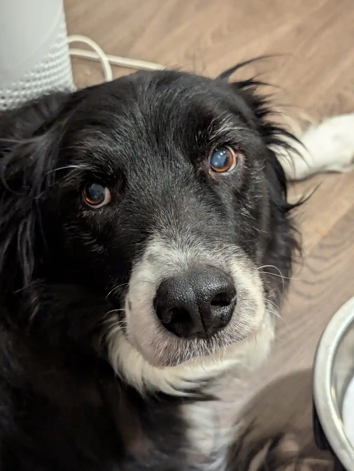 A close-up photo of a black and white dog with one blue eye and one brown eye, looking up expectantly at the camera. The dog…