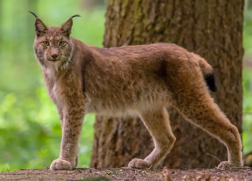 Captivating Images of the Eurasian Lynx