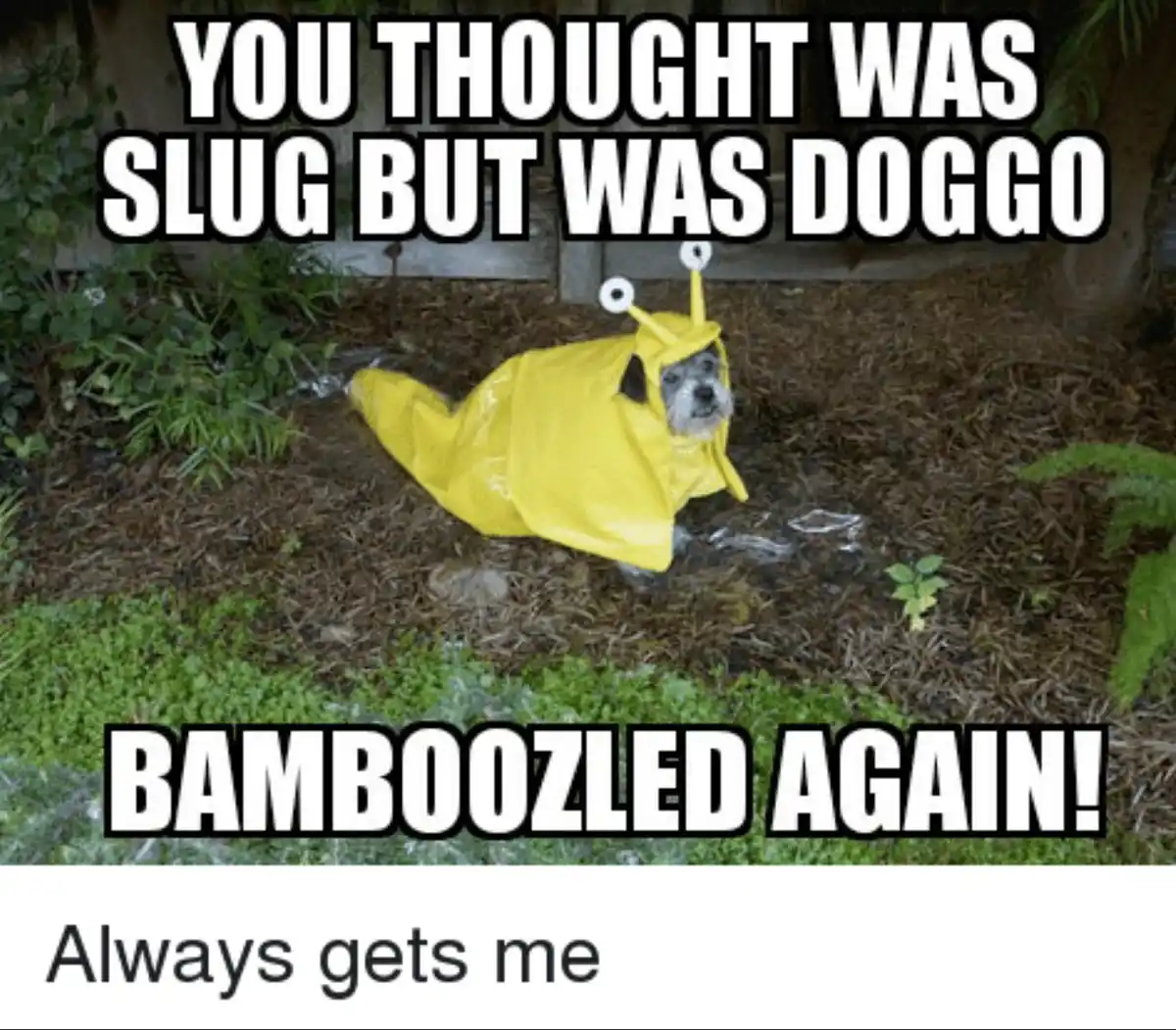 A small dog wearing a yellow slug costume lies on its back in mulch, with large cartoon eyes on the costume's head. The text…