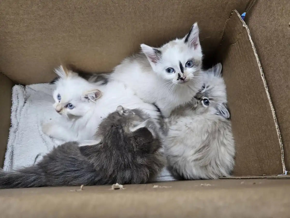 Four fluffy kittens with blue eyes are huddled together inside a cardboard box lined with a white towel. One kitten in the…