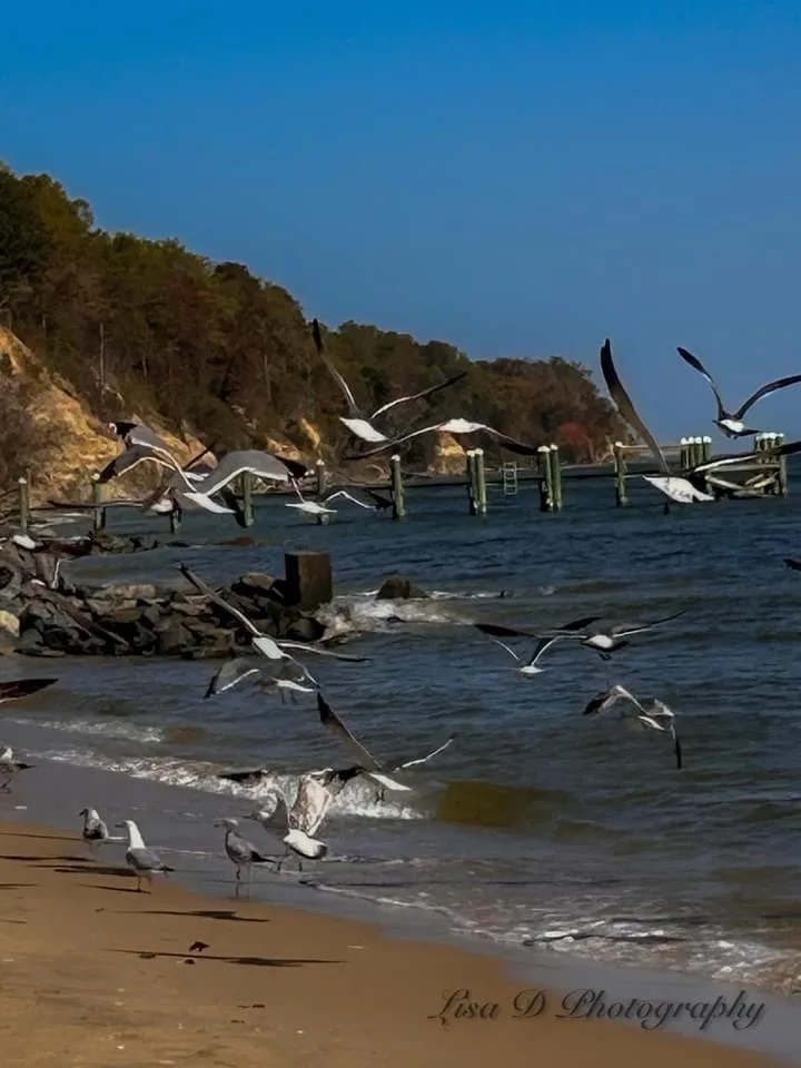 A photograph shows numerous seagulls in mid-flight over a sandy beach and water, with some birds standing on the shore and…
