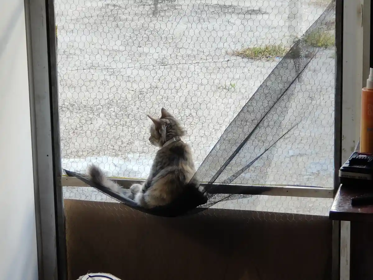 A tabby cat with a collar sits on a black mesh hammock stretched across a window with a hexagonal screen, looking out at a…