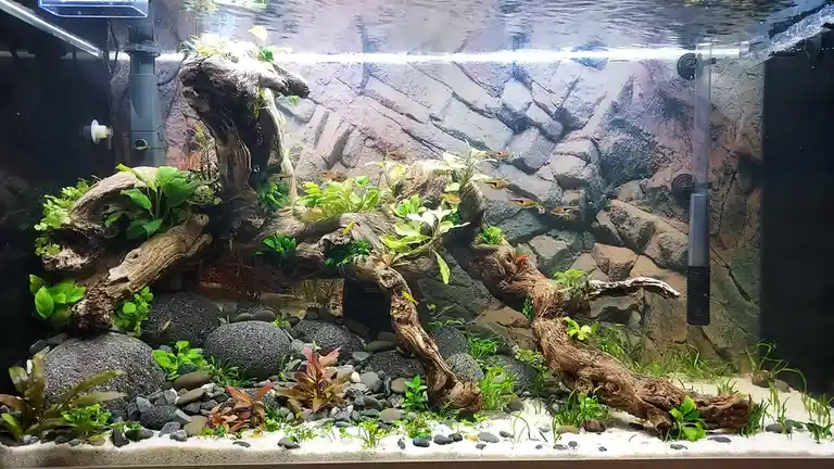 An aquarium with a large, intricately shaped piece of driftwood as the centerpiece, surrounded by green aquatic plants…