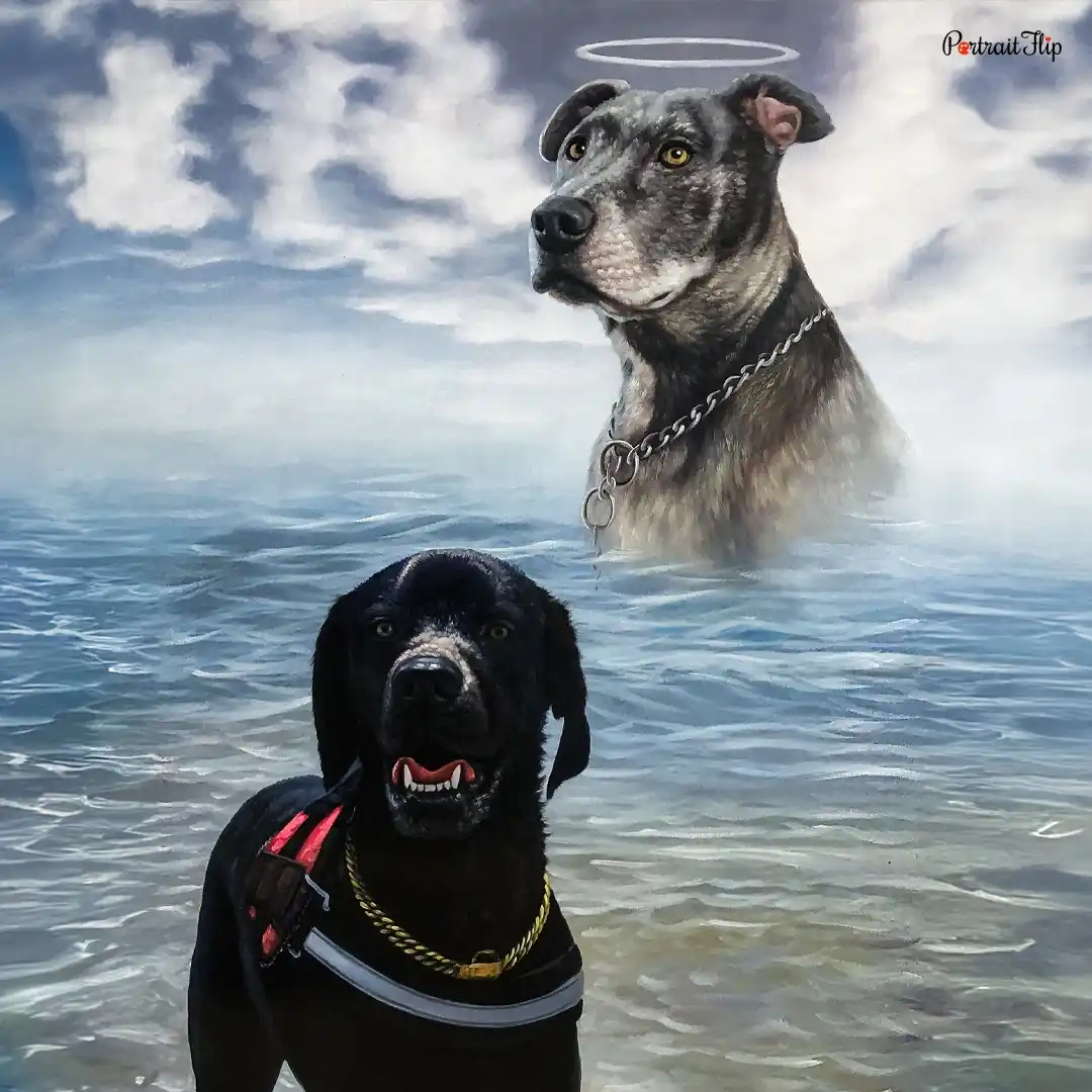 A black dog wearing a red life vest and gold chain stands in water, looking forward with an open mouth. Behind it, a grey…