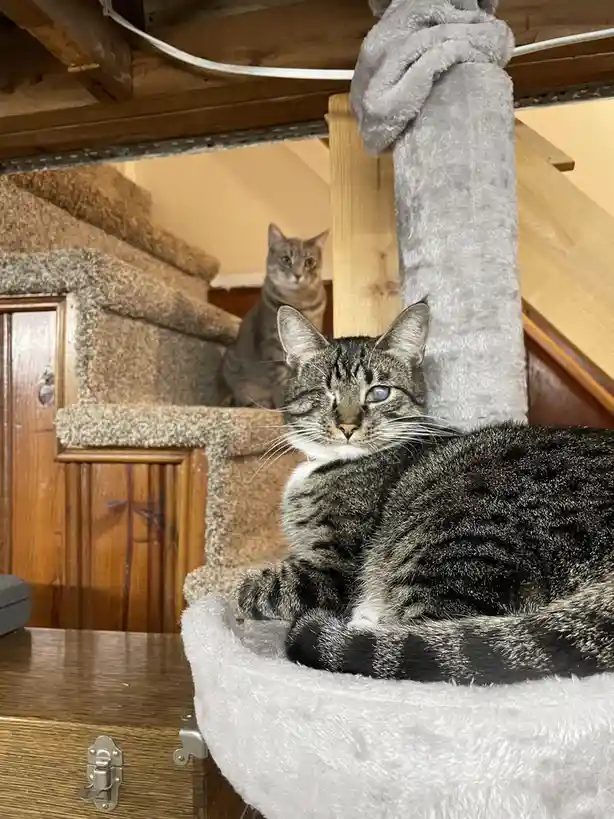 A tabby cat with one eye closed lounges on a fluffy white cat bed, looking relaxed, while another tabby cat watches from a…