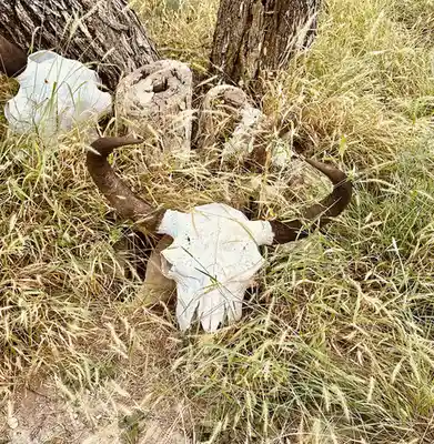 A weathered, bleached animal skull with large, curved horns rests in tall, dry grass near tree stumps. The skull is…