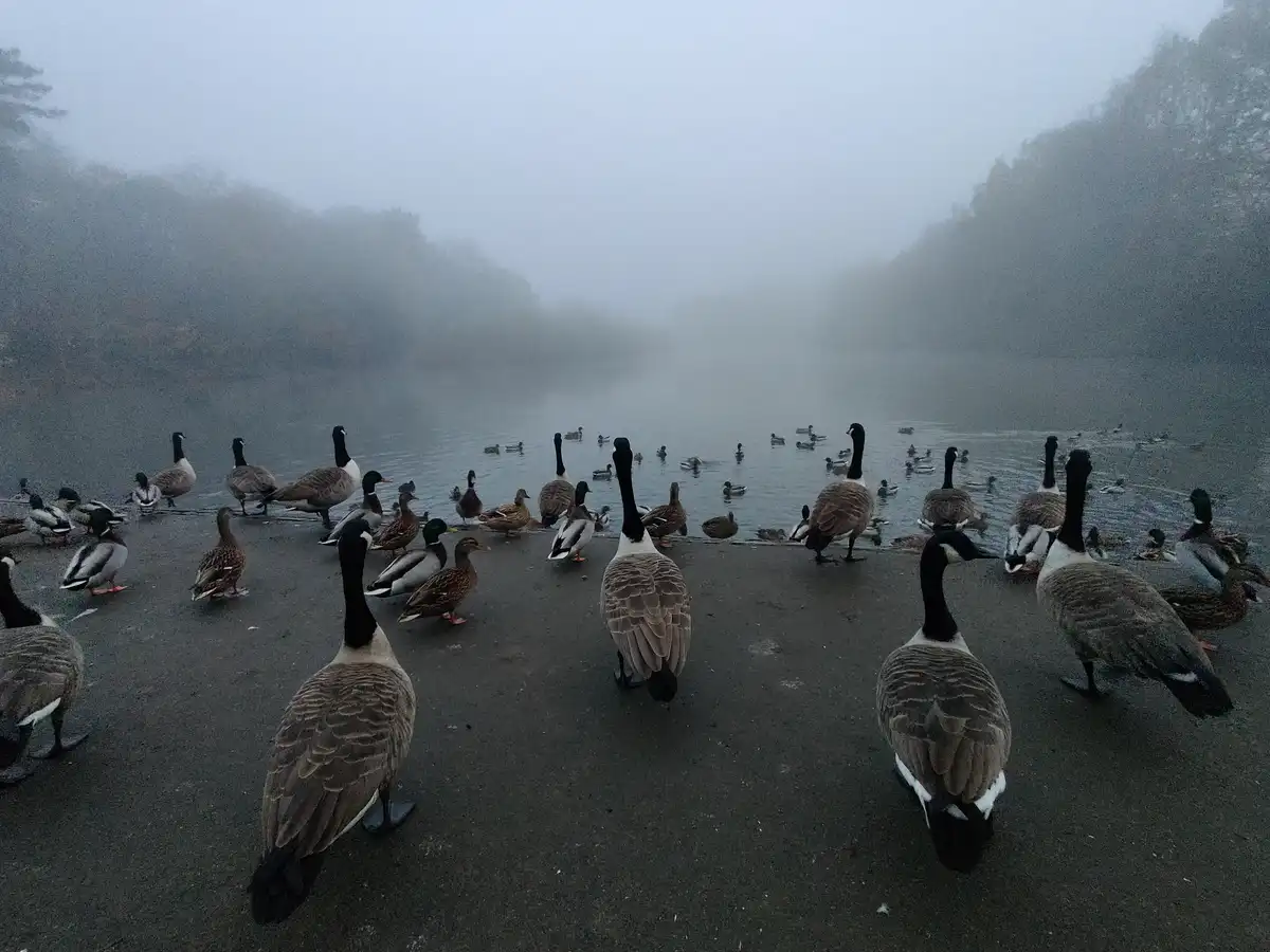 A foggy lakeside scene shows dozens of geese and ducks gathered on a paved shore and in the water, all facing the camera…
