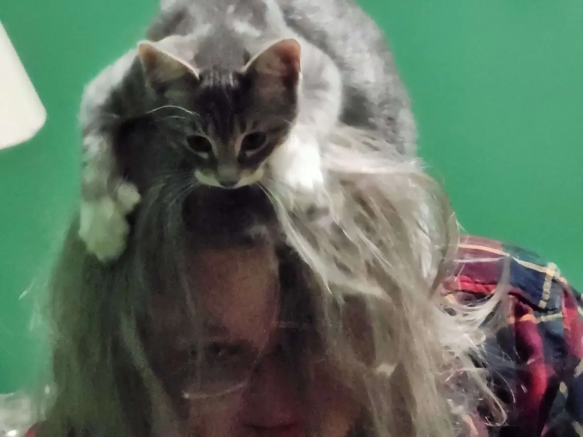 A blurry photo shows a small gray and white cat sitting atop a person's head, partially obscured by the person's long…