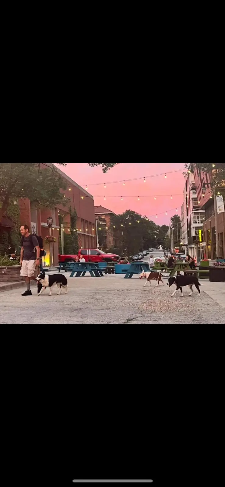 A man walks a black-and-white dog on a leash down a lively street at sunset, while two other dogs run freely nearby. The…