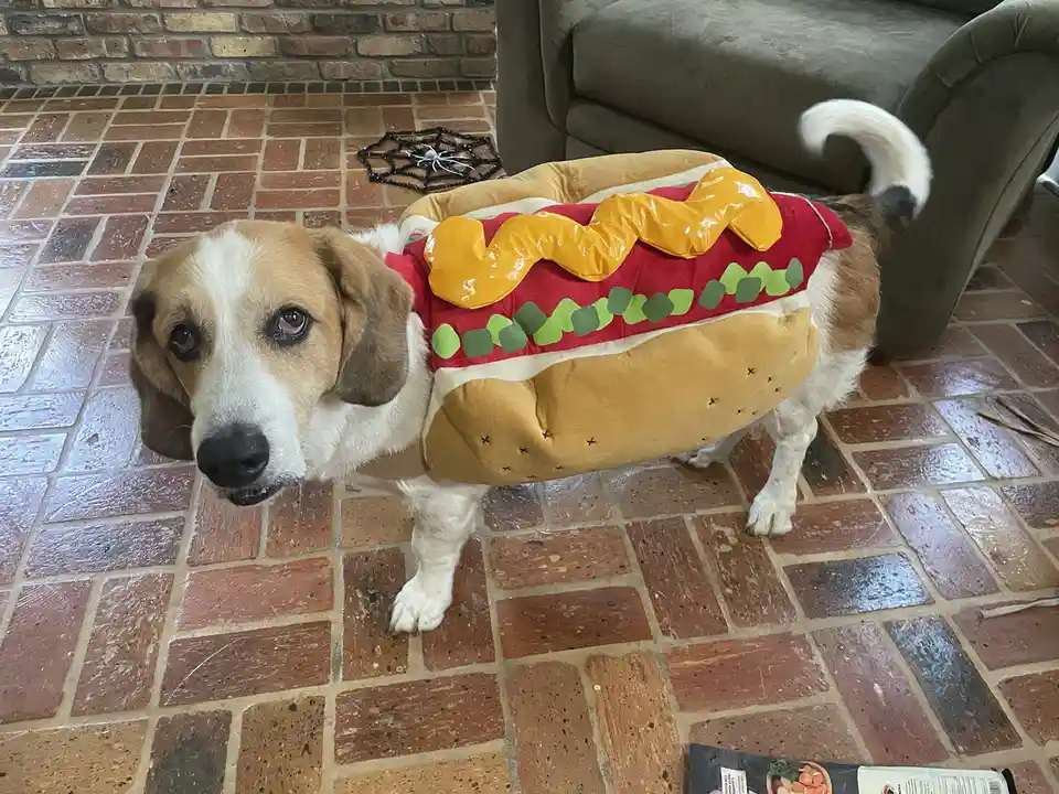 A beagle dog wearing a hot dog costume with mustard and relish details stands on a brick floor, looking directly at the…