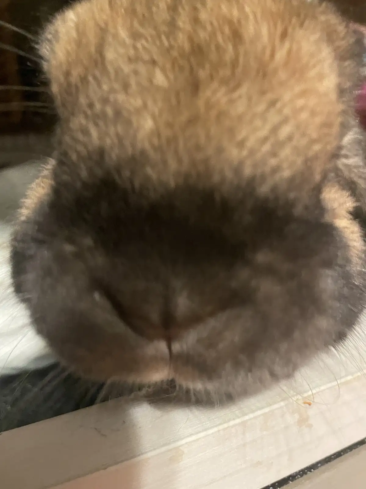 A close-up, slightly blurry photo shows the face of a fluffy, brown-and-gray animal, likely a cat, with an extremely large…