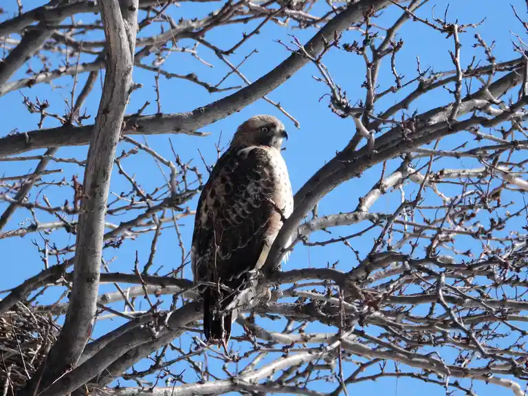 A bird of prey, likely a hawk, perches on bare tree branches against a clear blue sky. The bird has brown and white mottled…