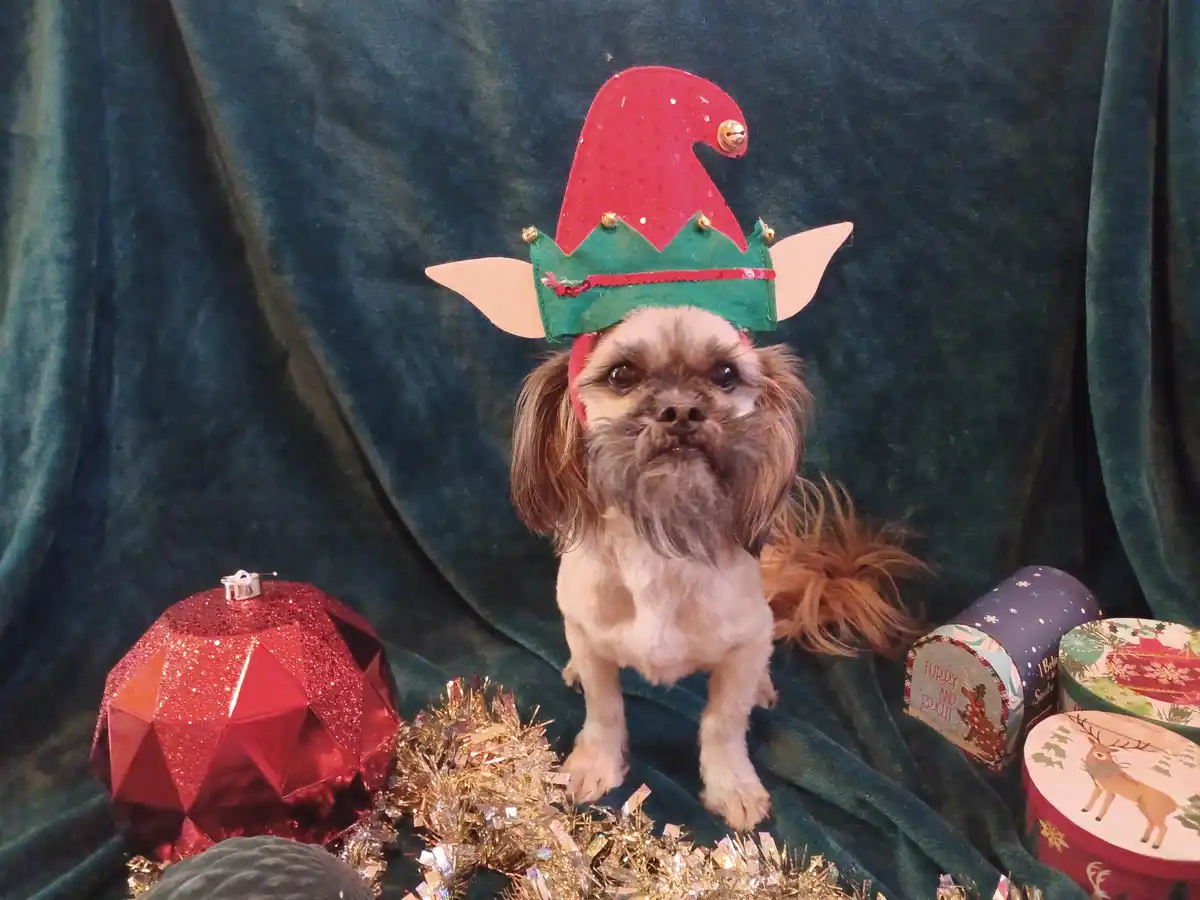 A small, fluffy dog with long brown and white fur wears a red and green elf hat with pointy ears and bells, standing on a…