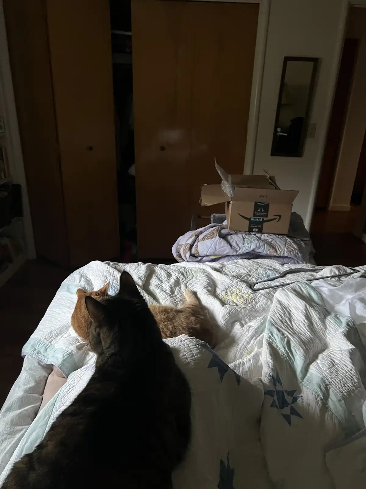Two cats are on a bed, one dark tabby in the foreground and one orange cat behind it, both looking toward an open Amazon…