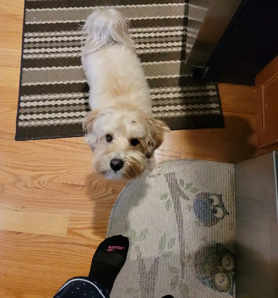 A small, fluffy, light-colored dog with dark eyes and a black nose looks up directly at the camera from a top-down…