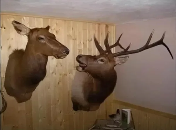 Two taxidermied deer heads are mounted on opposite walls of a room, appearing to face each other. The male deer head on the…