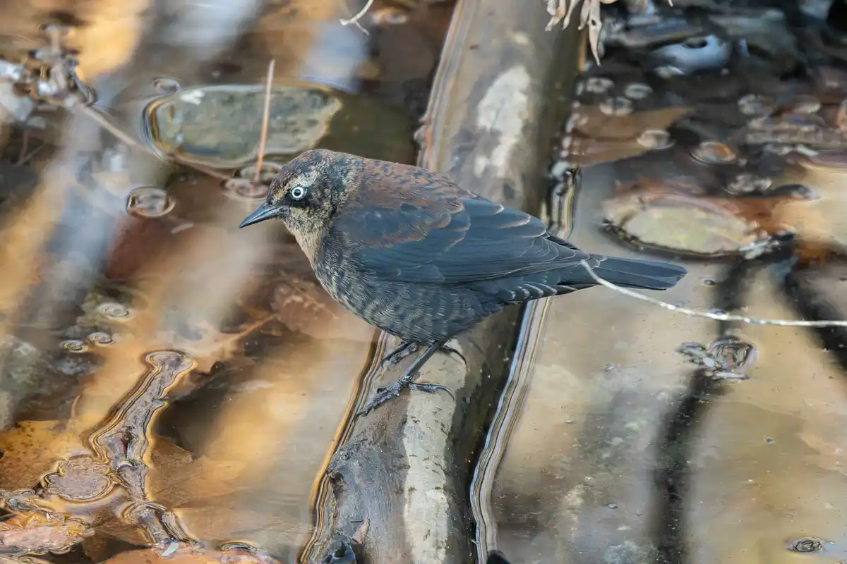 A small brown and black bird with a bright white eye stands on a log partially submerged in murky water, with a thin white…