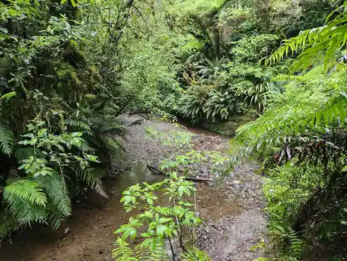 Exploring a Glow Worm Cave: A Small Adventure