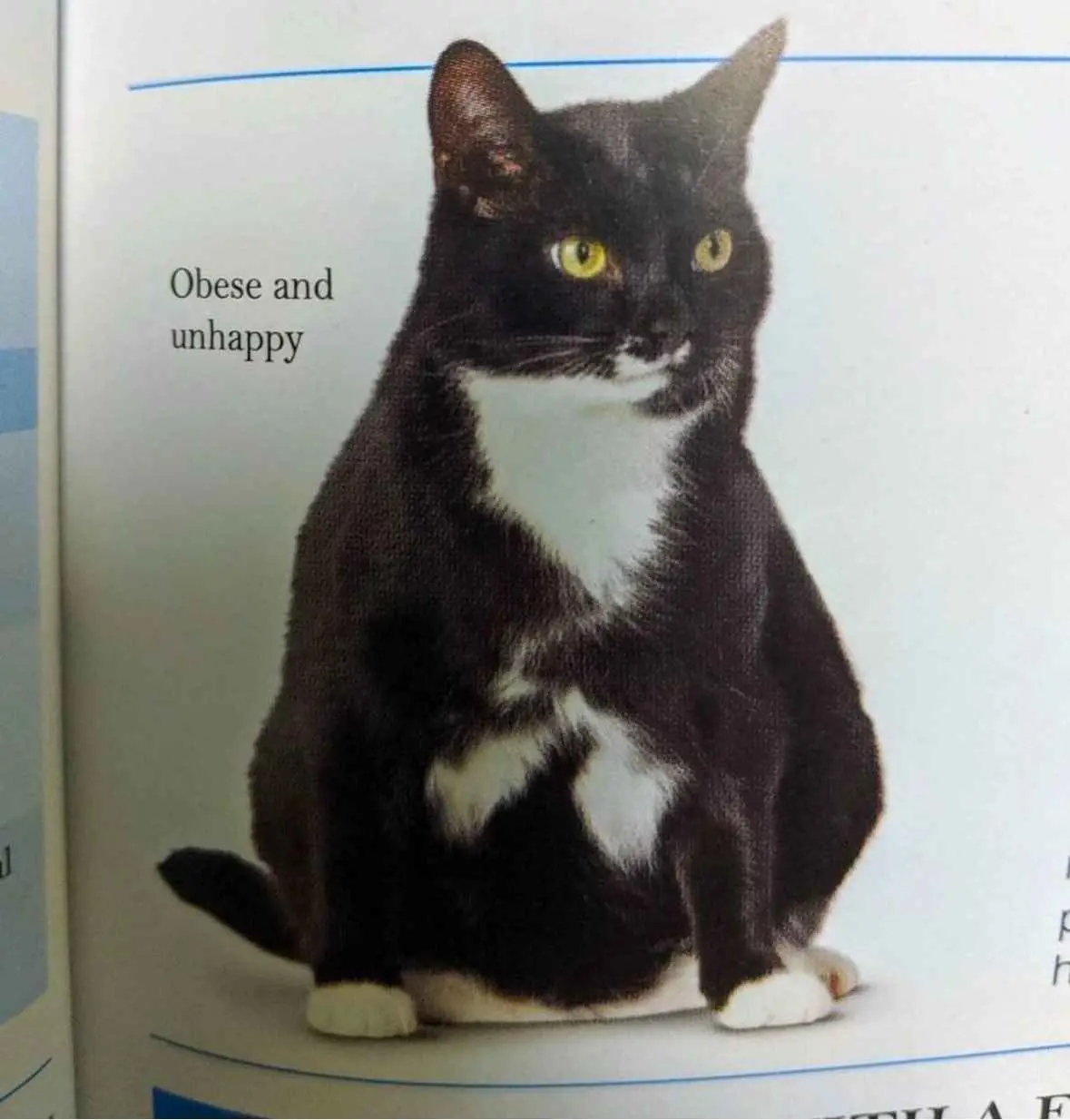 A black and white cat with a round, fluffy body sits upright, looking directly at the camera with yellow eyes. The text…