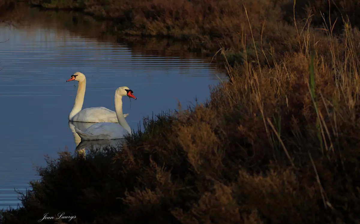 Two white swans float calmly on a serene body of water, each wearing black sunglasses perched on their heads, with dry reeds…