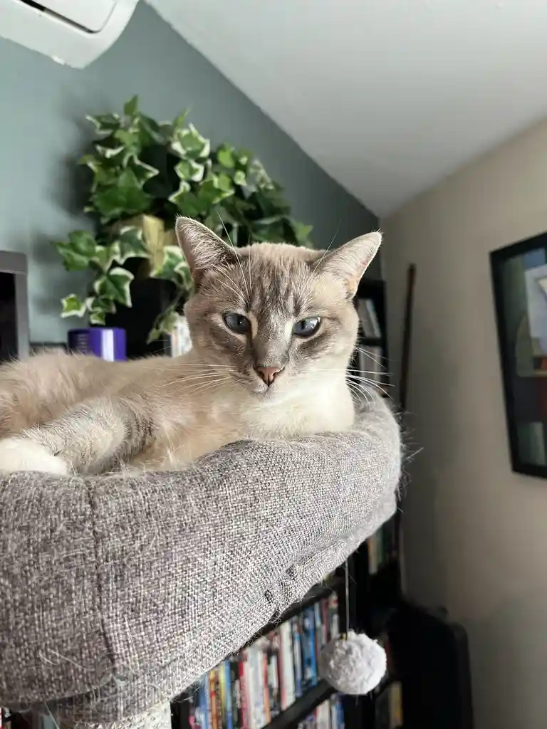 Daily Cat Chronicles: Meet Ivy - Day 301