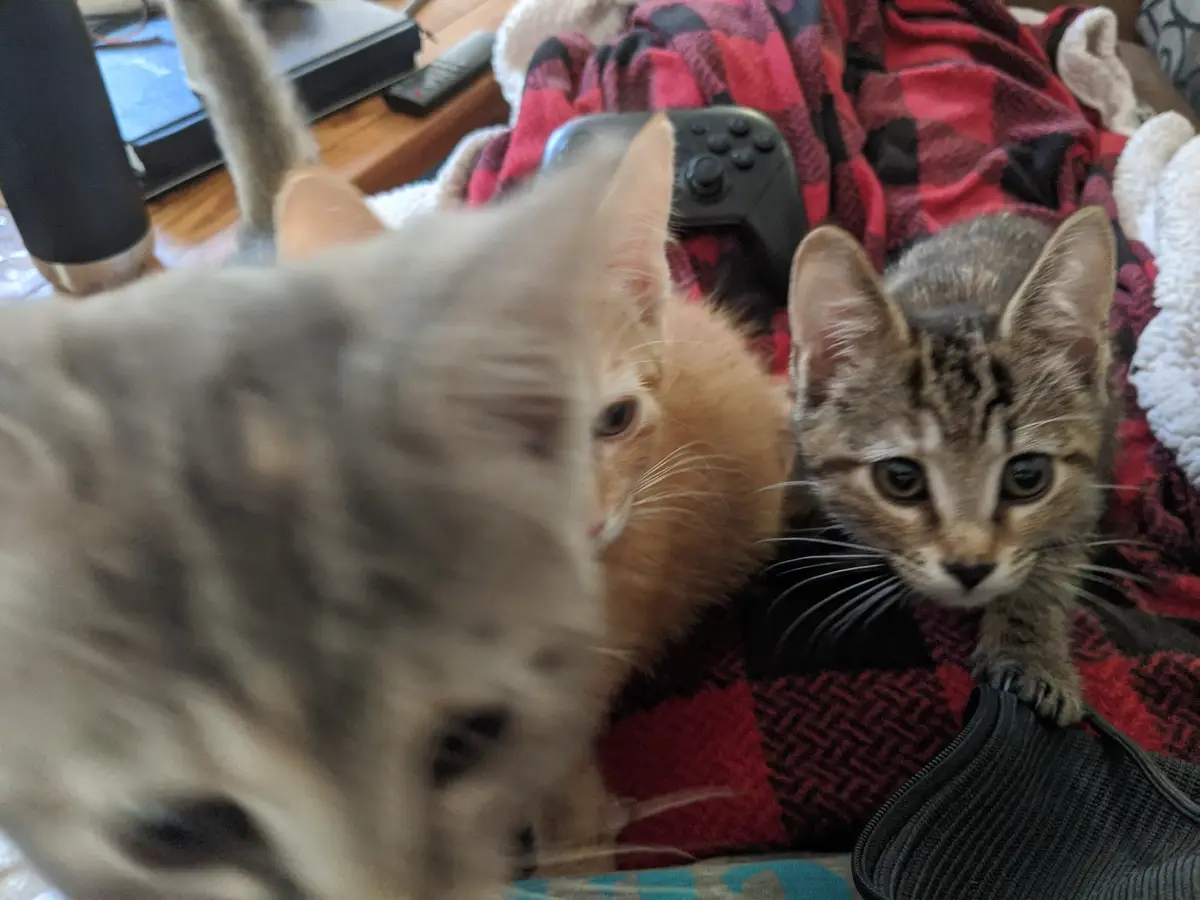 Three kittens are on a red and black plaid blanket; one is blurry in the foreground, another is orange and partially…