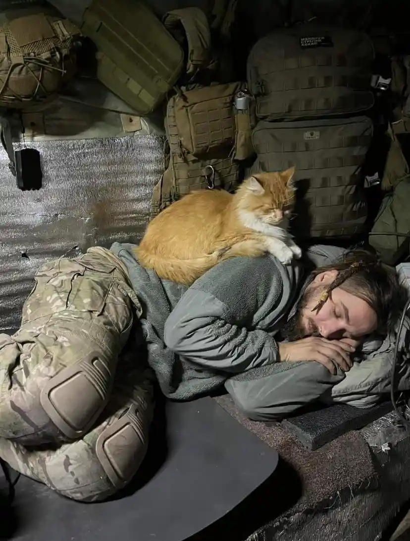 A man in military-style gear sleeps on a cot surrounded by tactical backpacks and gear, with a fluffy orange and white cat…