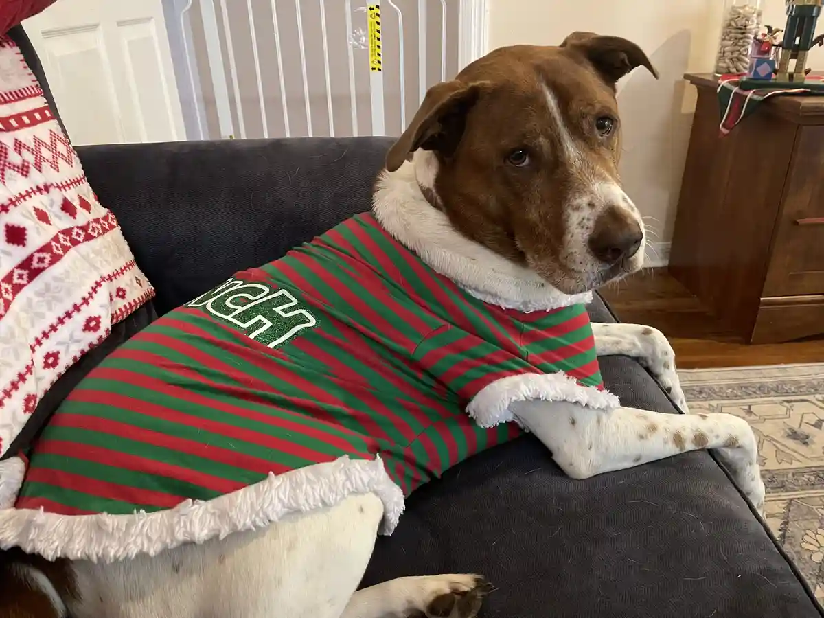 A brown and white dog wearing a red and green striped holiday sweater with white trim sits on a dark couch, looking off to…