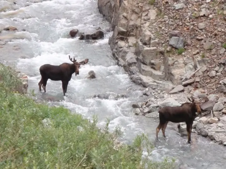 Two moose stand in a rushing river, one on the left bank and one on the right, separated by turbulent water and rocky…