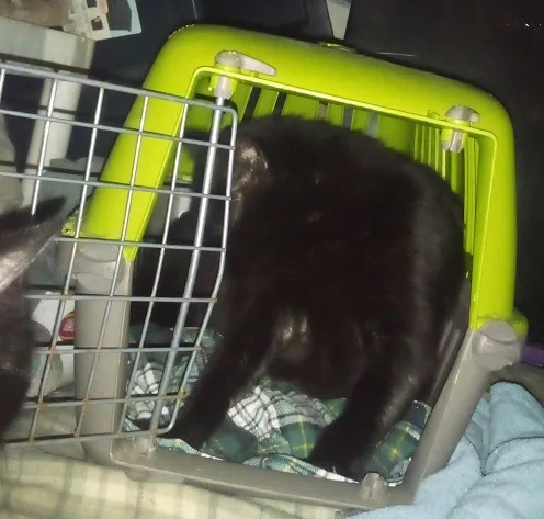 A black cat is inside a bright green plastic pet carrier, standing on a plaid blanket. The cat is looking away from the…