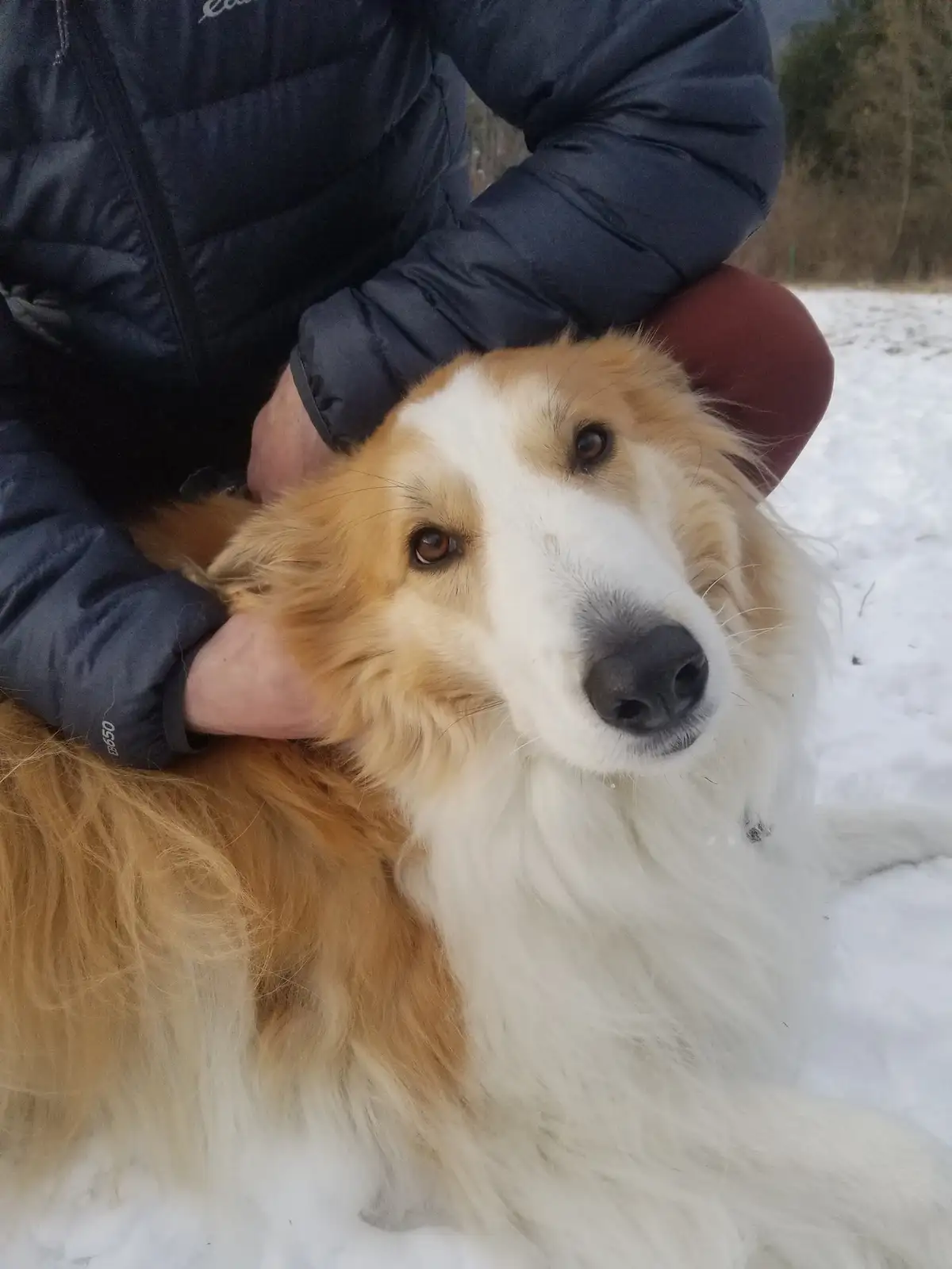 A close-up photo shows a fluffy, long-haired dog with tan and white fur lying in the snow, looking directly at the camera…