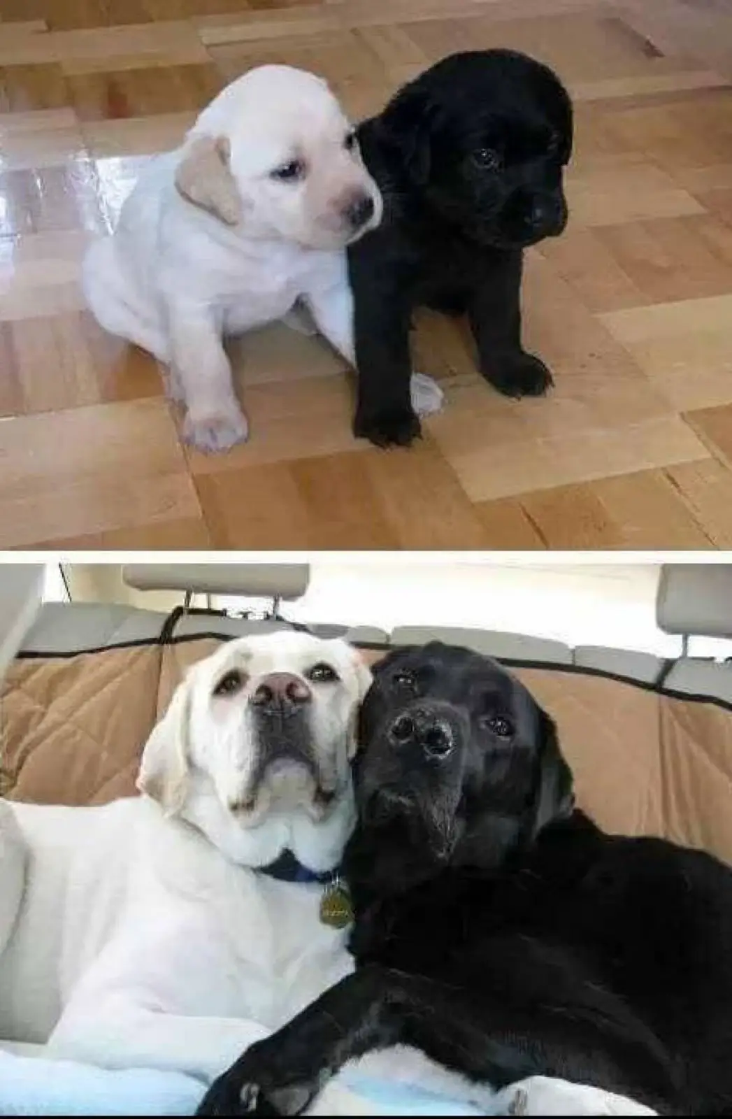 Two Labrador puppies, one yellow and one black, sit side-by-side on a wooden floor in the top panel. In the bottom panel…