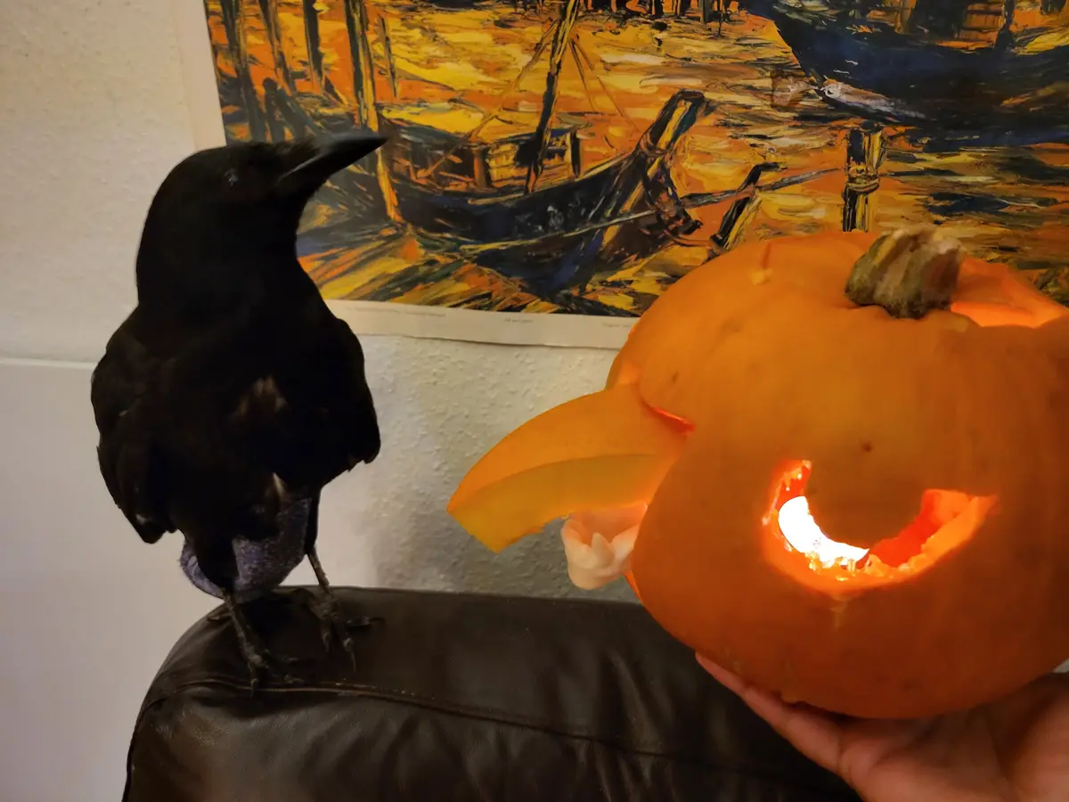 A black crow perches on a leather chair, looking at a carved, lit jack-o'-lantern held by a hand. The pumpkin has a wide…