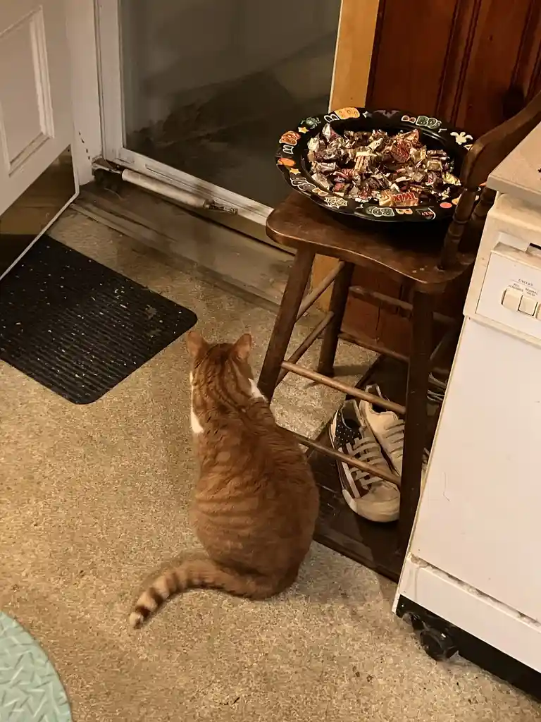 An orange tabby cat sits on a speckled floor, facing a screen door, with a Halloween-themed bowl overflowing with candy on a…