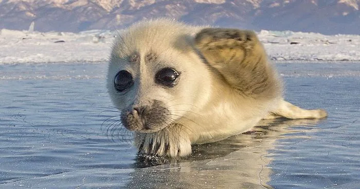 A close-up photo of a young seal pup with large, expressive eyes, lying on a thin layer of ice or water with a snowy…